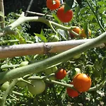 Primaluce Bed and Breakfast Πίτσο