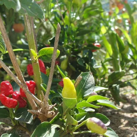 לינה וארוחת בוקר Primaluce פיצו
