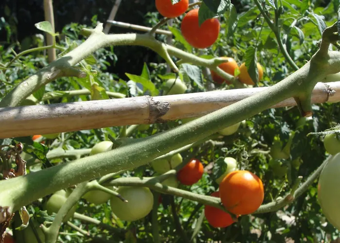 Primaluce 住宿加早餐酒店 皮佐