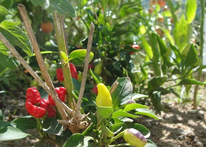 住宿加早餐酒店 Primaluce 皮佐